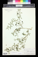 Solanum triflorum image