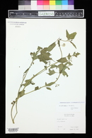 Solanum physalifolium image