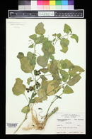 Solanum americanum image