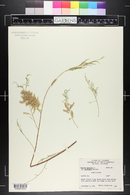 Tamarix chinensis image