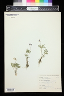 Viola pedatifida image