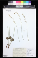 Heuchera parvifolia image