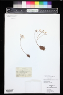 Saxifraga bronchialis image