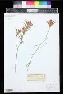 Castilleja linariifolia image