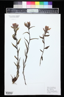 Castilleja rhexiifolia image