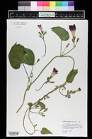 Ipomoea purpurea image