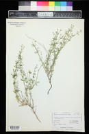 Galium coloradoense image