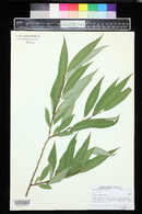 Salix × fragilis image