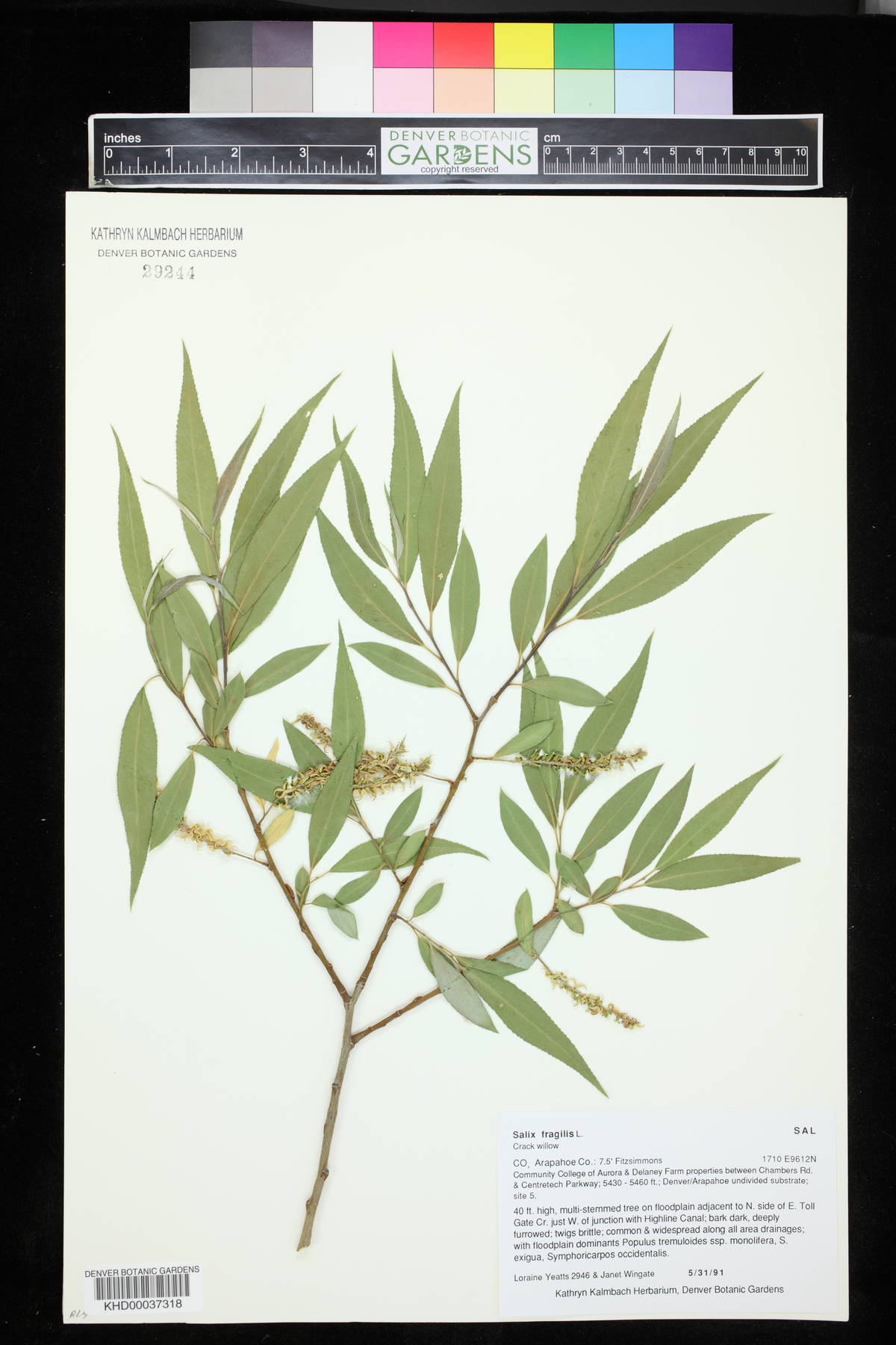 Salix × fragilis image