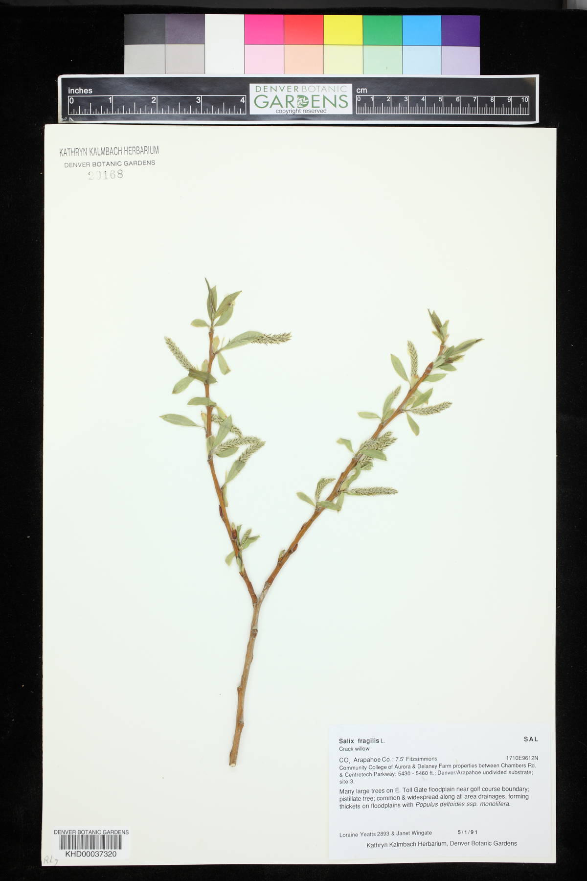 Salix × fragilis image