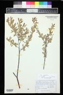 Salix geyeriana image