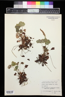 Heuchera bracteata image