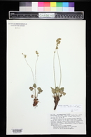 Heuchera parvifolia image