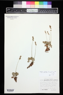 Heuchera parvifolia image