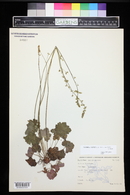 Heuchera parvifolia image