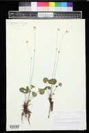 Parnassia fimbriata image