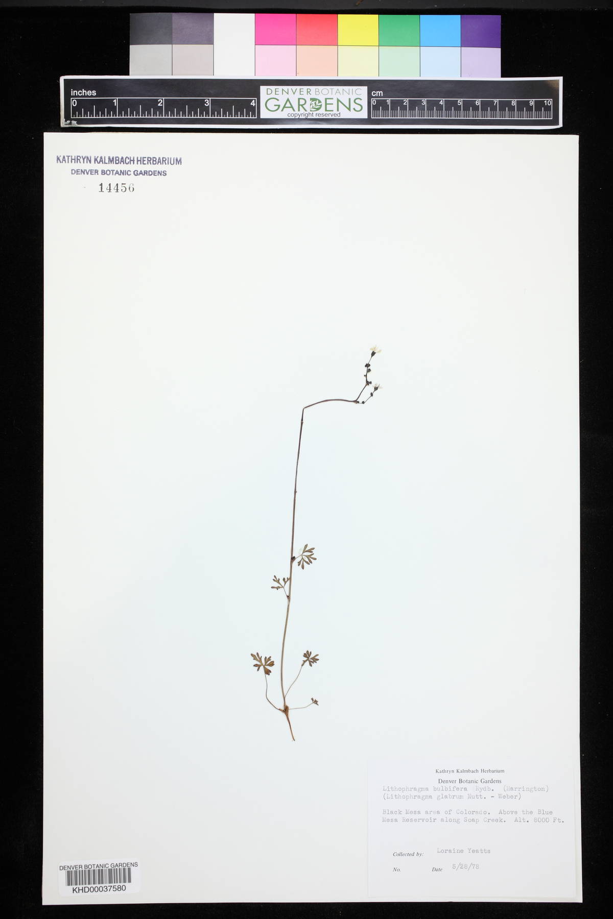 Lithophragma glabrum image