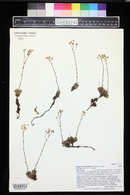 Saxifraga bronchialis image