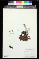 Saxifraga bronchialis image