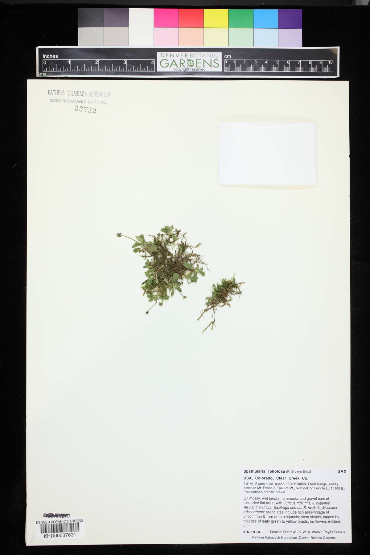 Saxifraga foliolosa image