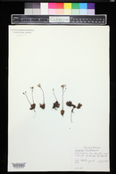 Saxifraga bronchialis image