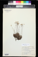 Saxifraga bronchialis image