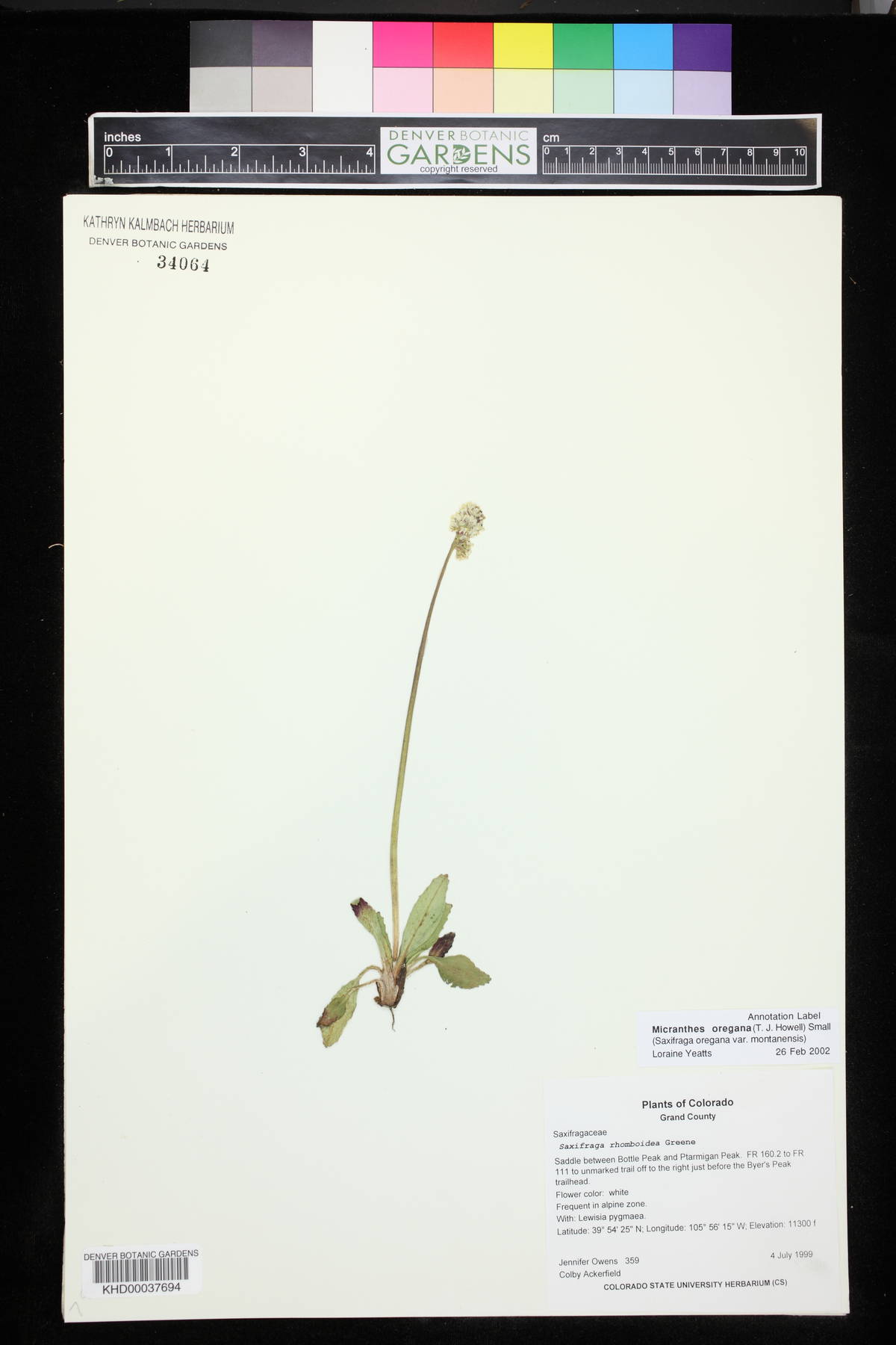 Saxifraga oregana image