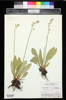 Saxifraga oregana image