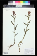 Castilleja rhexiifolia image