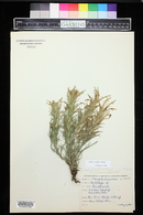 Castilleja sessiliflora image