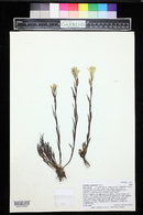 Castilleja septentrionalis image