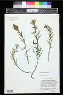 Castilleja septentrionalis image