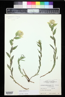 Castilleja septentrionalis image