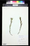 Castilleja septentrionalis image