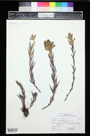 Castilleja septentrionalis image