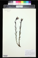 Castilleja septentrionalis image