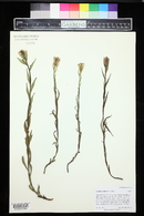 Castilleja septentrionalis image