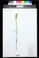 Castilleja septentrionalis image