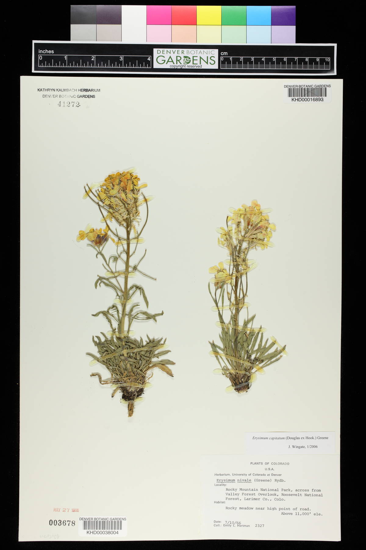 Erysimum asperum image