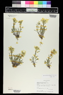 Erysimum capitatum image