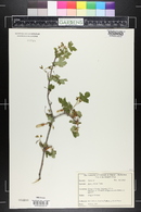 Acer glabrum image