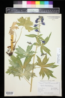 Delphinium barbeyi image