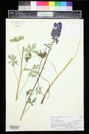 Delphinium glaucum image