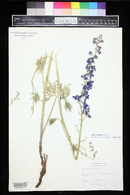 Delphinium geyeri image