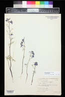 Delphinium nuttallianum image