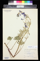 Delphinium nuttallianum image