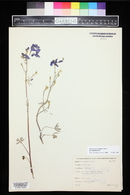 Delphinium nuttallianum image