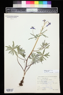 Delphinium nuttallianum image