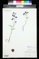 Delphinium nuttallianum image