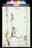 Delphinium scaposum image